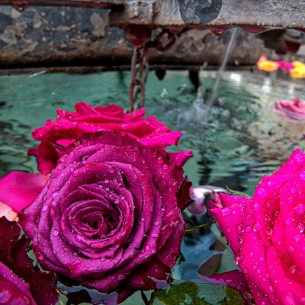 Rose Brunnen Hintergrund 2.jpg