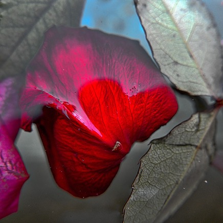 Rose Brunnen rot_1 2.jpg