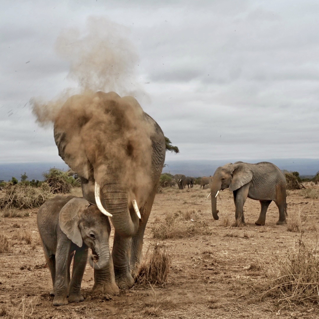 Amboseli