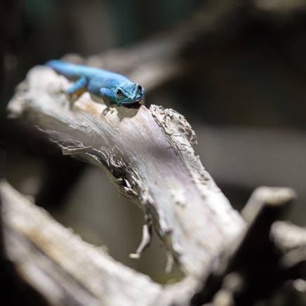 blauer Gecko von vorn.jpg