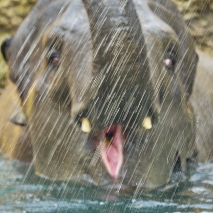 Elefant im Wasser.jpg