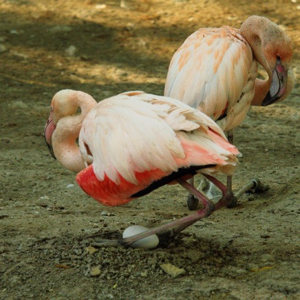 Flamingo mit Ei.jpg