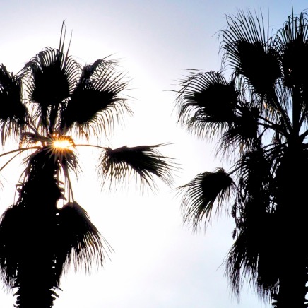 Palmen mit Sonne.jpg